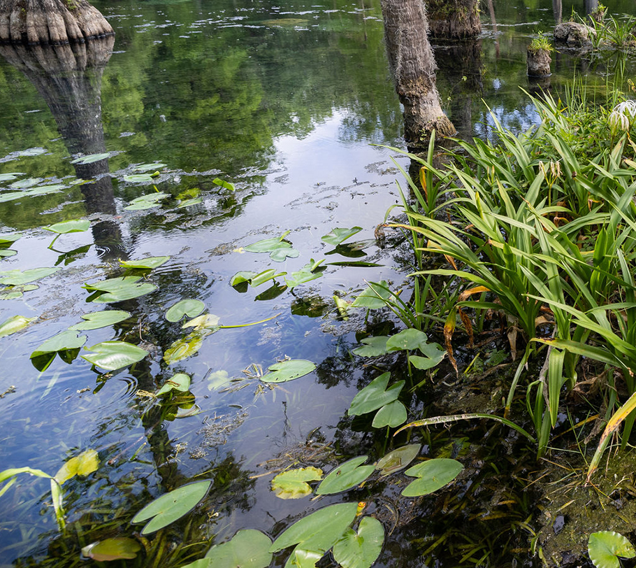 Close up of lily pads