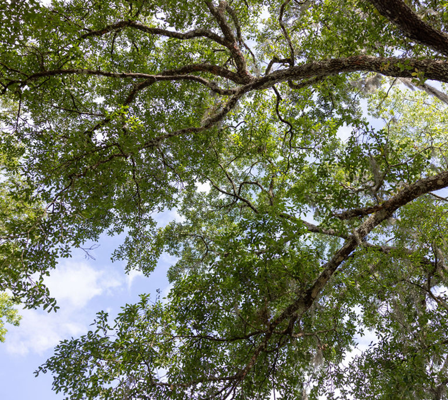 Looking up at tree branches