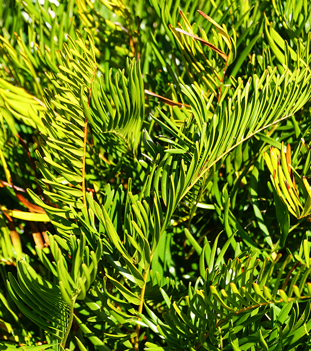Coontie leaves