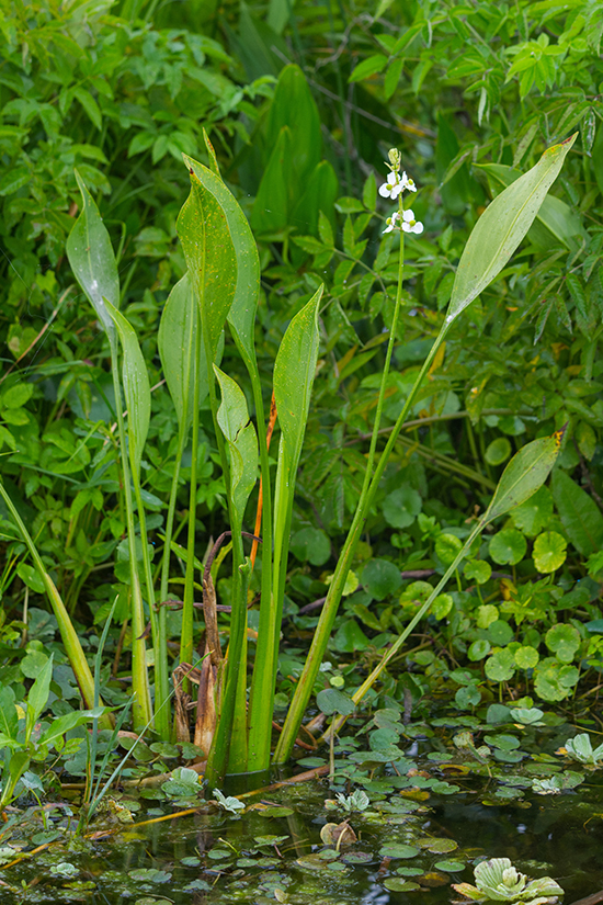 Duck Potato plant