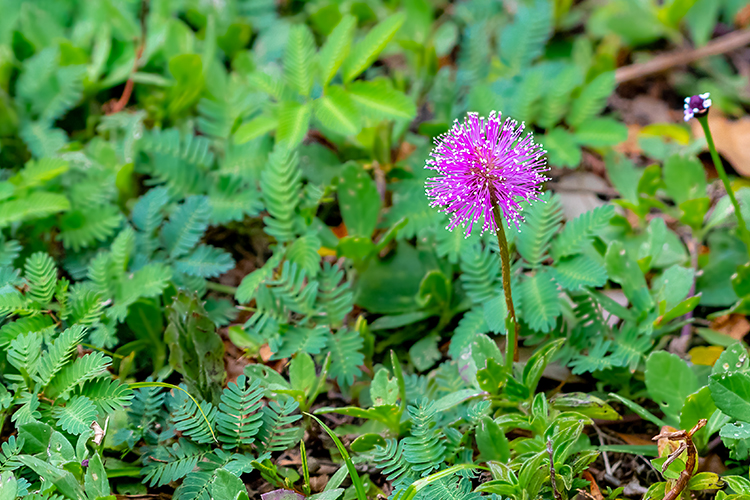 Mimosa strigillosa flower