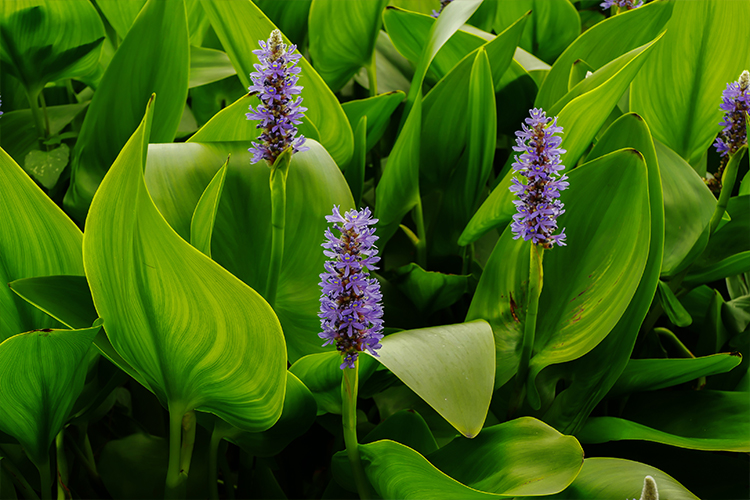 Pickerel Weed flower