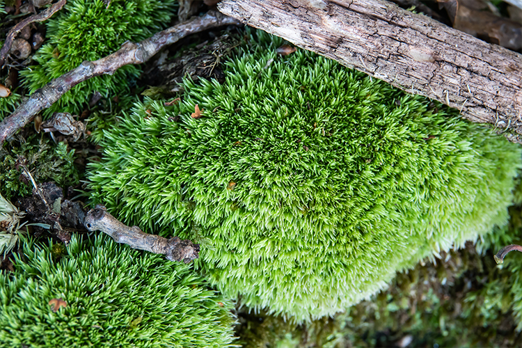Pincushion Moss