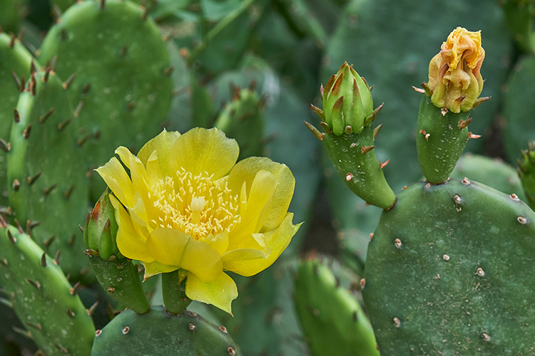 Prickly Pear Cactus