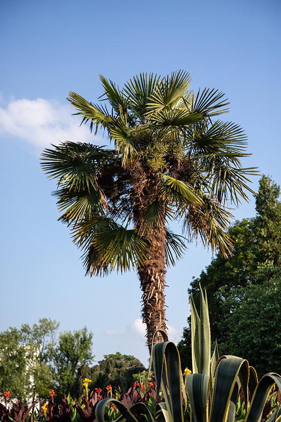 Sabal Palmetto Tree