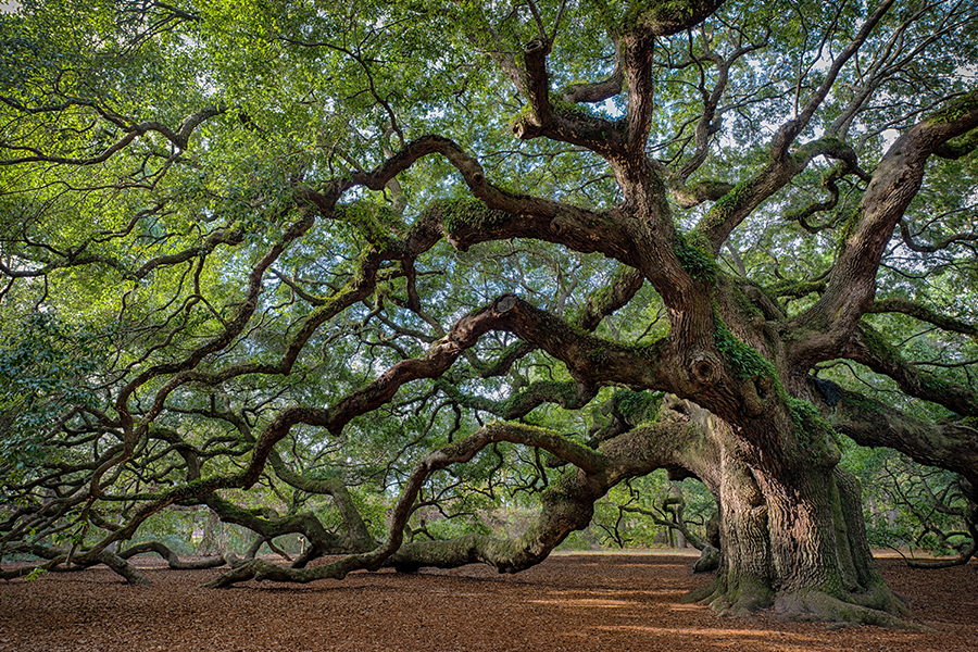 Southern Live Oak Tree
