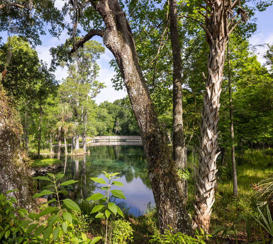 Looking up at tree branches