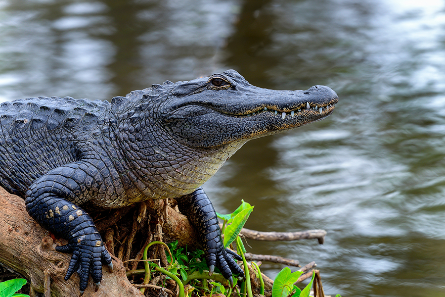 American Alligator on a log