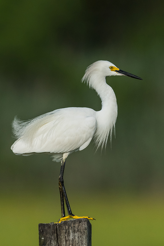 Snowy Egret standing on a log