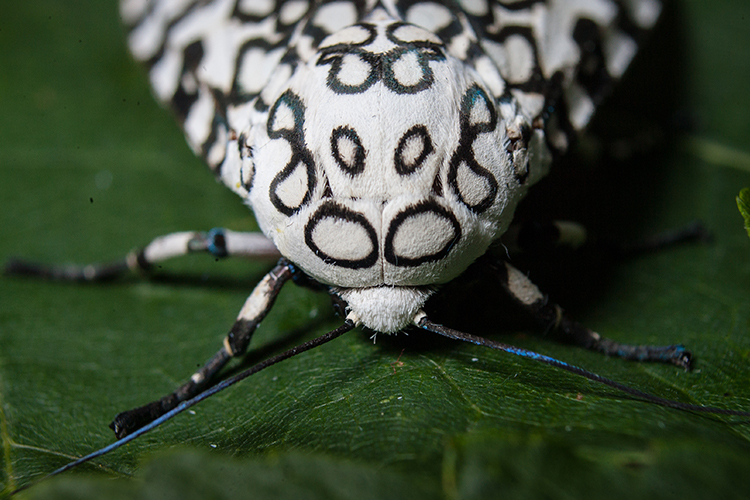Giant Leopard Moth on a leaf