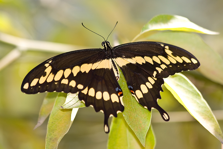 Giant Swallowtail on leaves