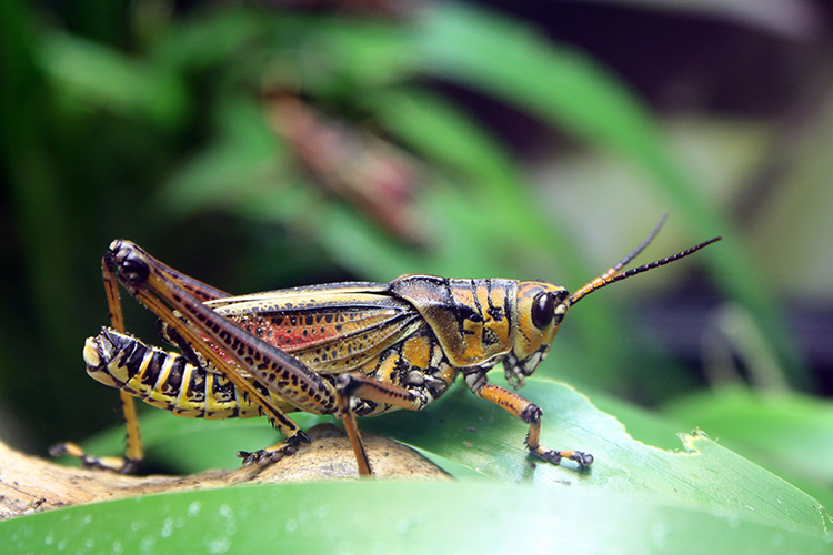 Eastern Lubber Grasshopper on a leaf
