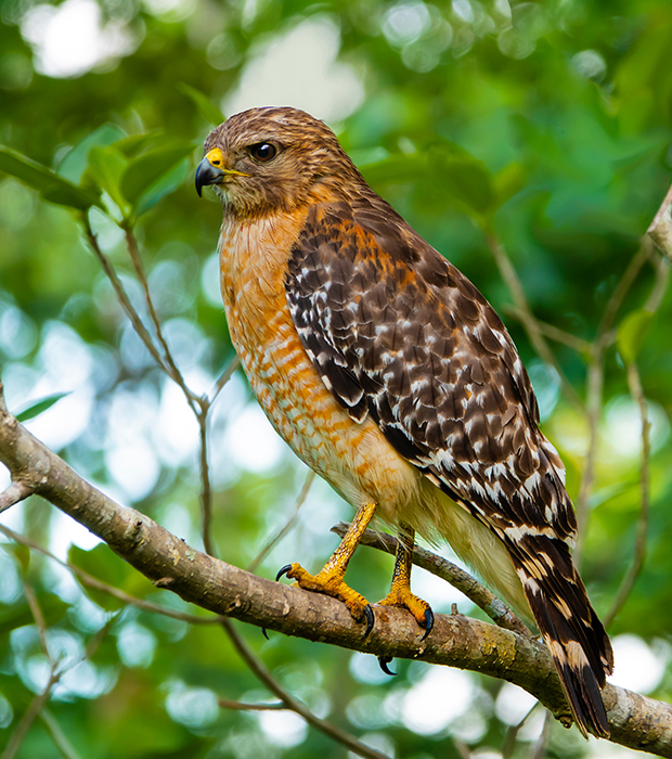 Red-Shoulder Hawk on a branch