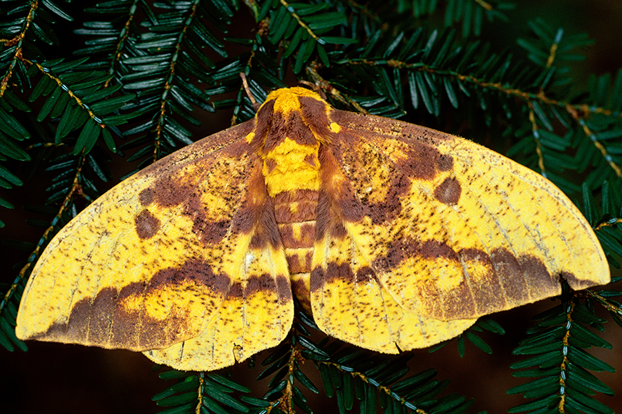 Imperial Moth on green branches