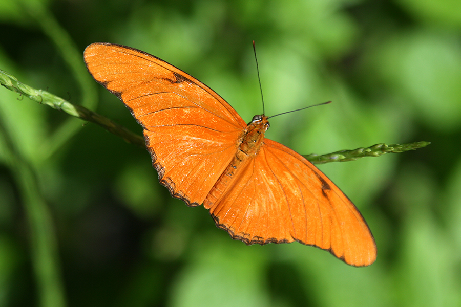 Julia on a thin leaf