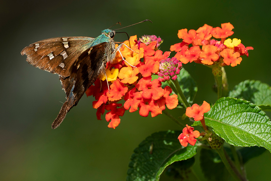 Long-Tailed Skipper on yellow and orange flowers