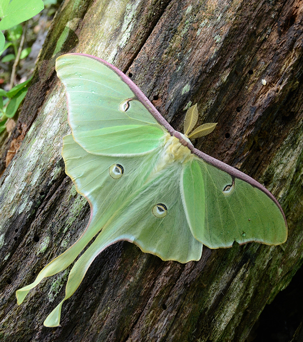 Luna Moth on tree bark