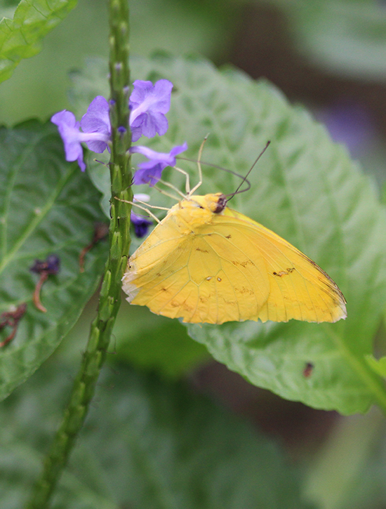 Orange-Barred Sulphur on purple flowers