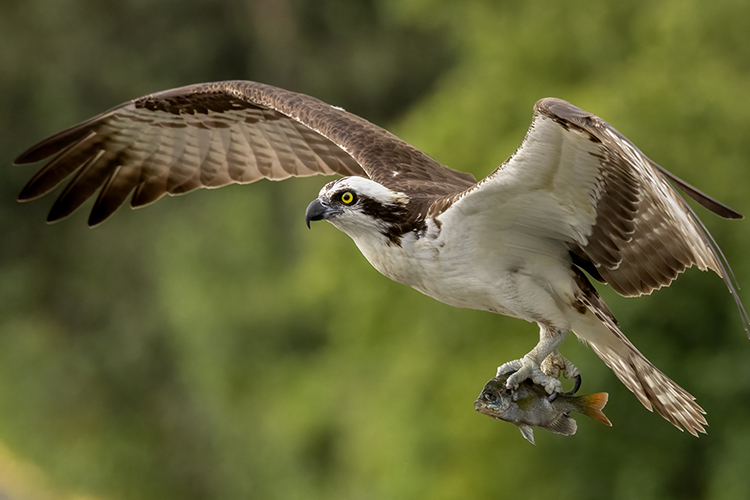 Osprey flying with a fish