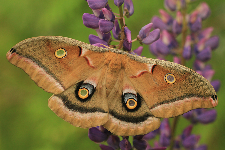 Polyphemus Moth
