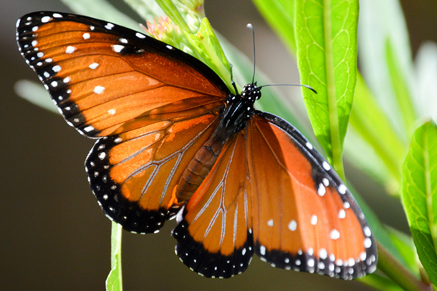Queen butterfly on a leaf