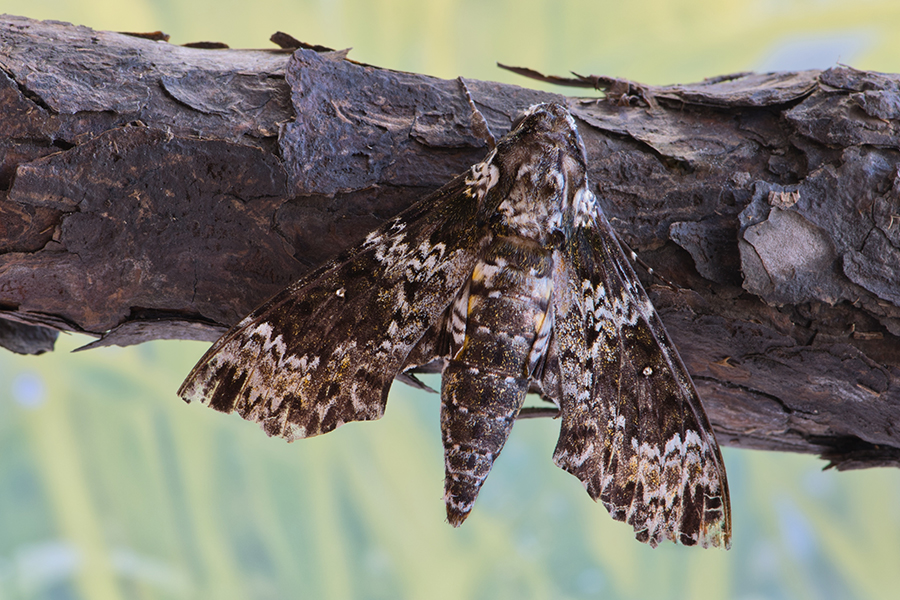 Rustic Sphinx Moth