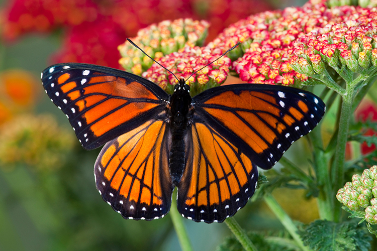 Viceroy butterfly on red flowers