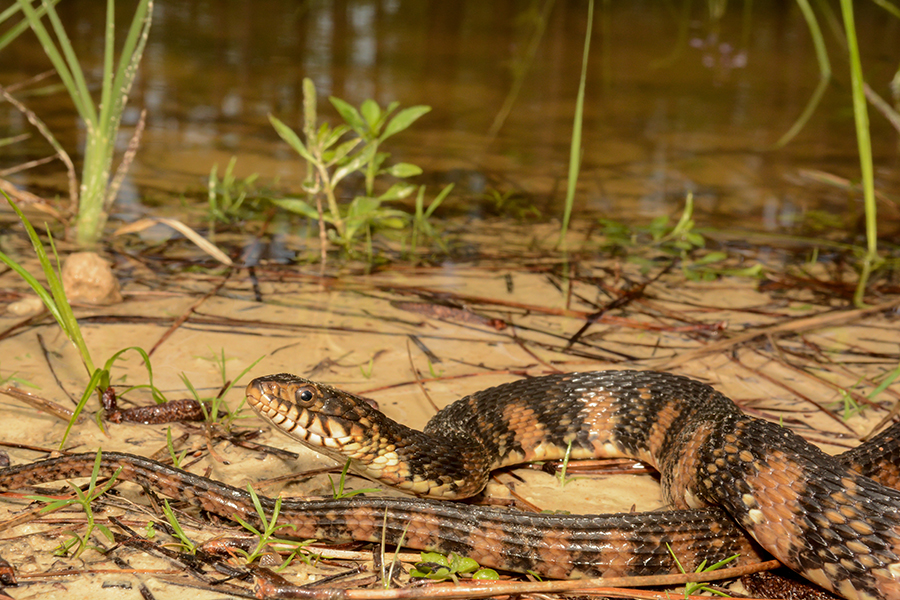Banded Water Snake in shallow water
