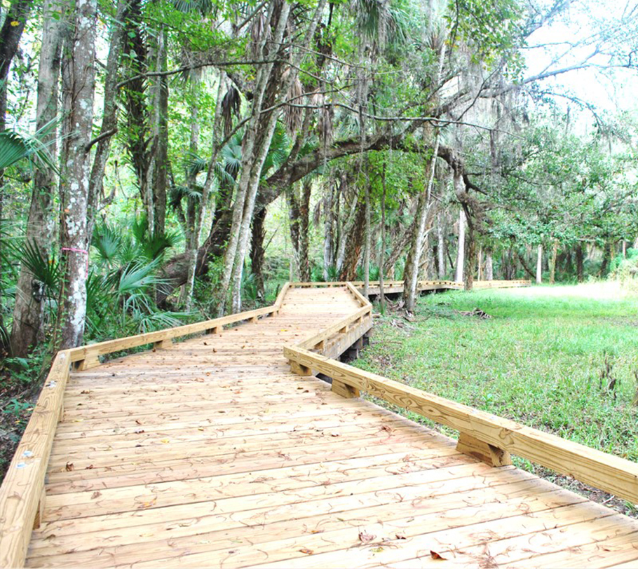 Aligator on a fallen tree in the water
