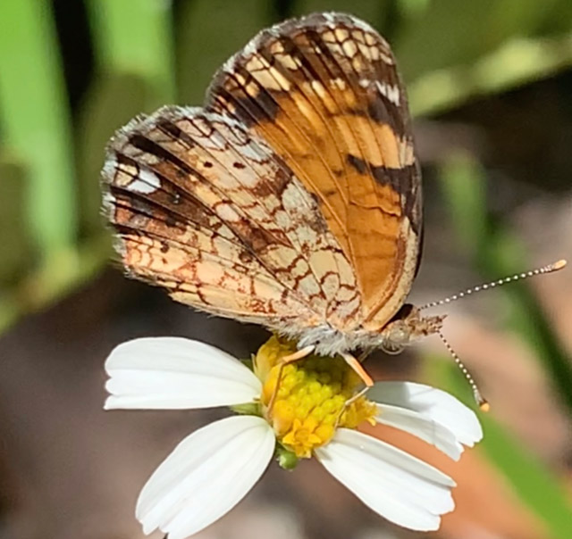 Light Brown Butterfly