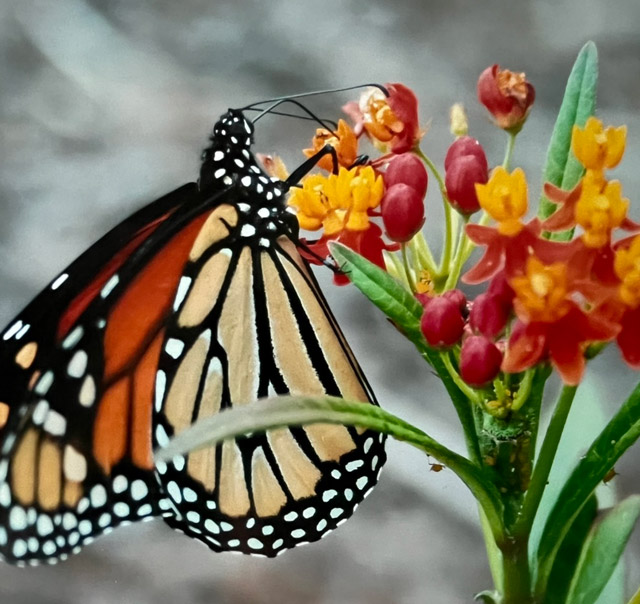 Monarch Butterfly