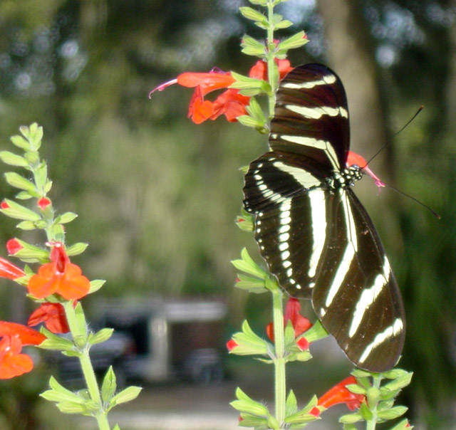 Zebra Longwing Butterfly