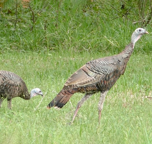 Hammock Habitat View 4