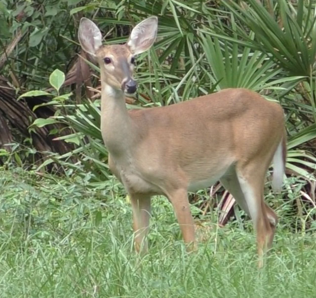 Hammock Habitat View 3