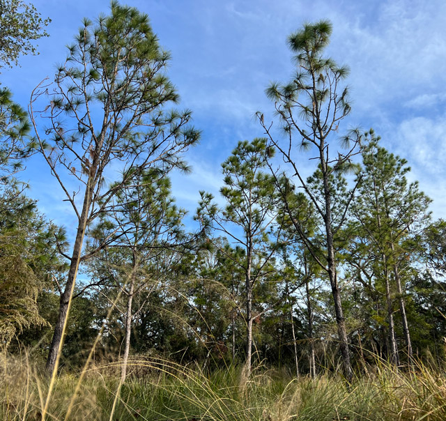 Upland Habitat View 2