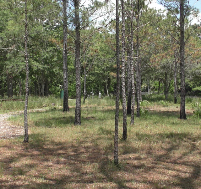 Upland Habitat View 4