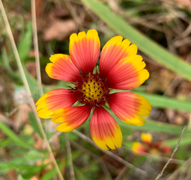 Upland Habitat View 5