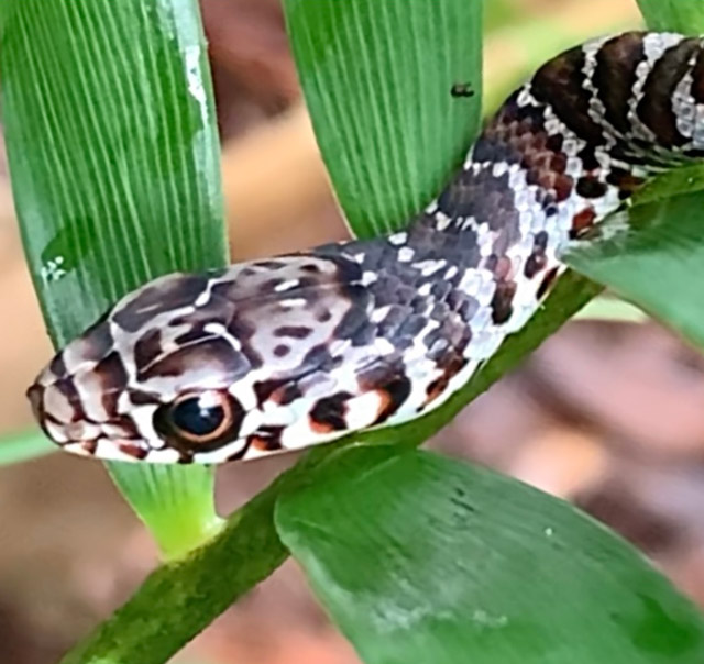 Upland Habitat View 7