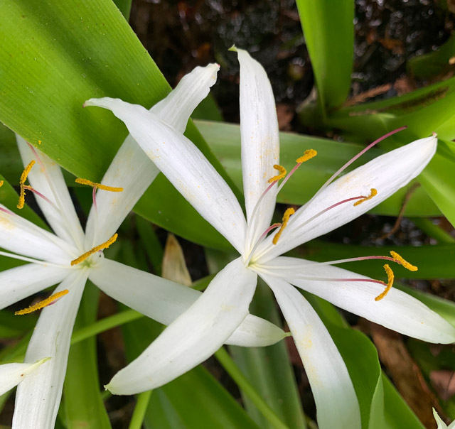 Wetland Habitat View 5