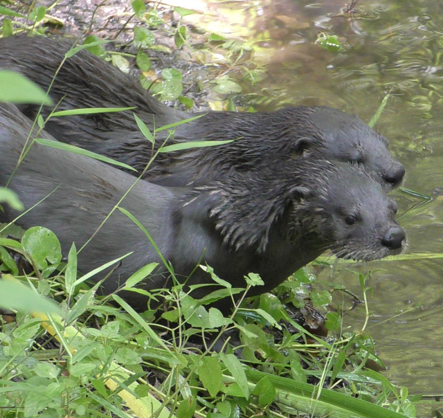 Wetland Habitat View 7